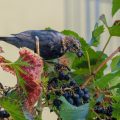 Amsel (Turdus merula) in den Weintrauben