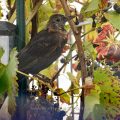 Amsel (Turdus merula) in den Weintrauben