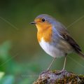 Rotkehlchen (Erithacus rubecula)