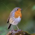 Rotkehlchen (Erithacus rubecula)