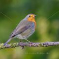 Rotkehlchen (Erithacus rubecula)