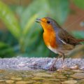 Rotkehlchen (Erithacus rubecula)