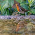 Rotkehlchen (Erithacus rubecula)
