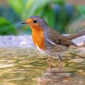 Rotkehlchen (Erithacus rubecula)