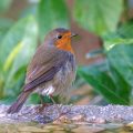 Rotkehlchen (Erithacus rubecula)