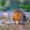 Rotkehlchen (Erithacus rubecula)