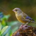 Grünfink (Carduelis chloris)