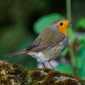 Rotkehlchen (Erithacus rubecula)