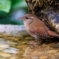 Zaunkönig (Troglodytes troglodytes)
