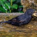 Amsel (Turdus merula) Männchen