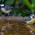 Blaumeise (Cyanistes caeruleus) und Kohlmeise