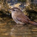 Zaunkönig (Troglodytes troglodytes)
