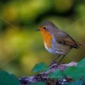 Rotkehlchen (Erithacus rubecula)