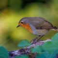 Rotkehlchen (Erithacus rubecula)