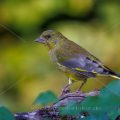 Grünfink (Carduelis chloris)
