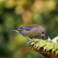 Grünfink (Carduelis chloris)