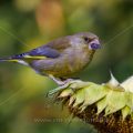 Grünfink (Carduelis chloris)