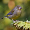 Grünfink (Carduelis chloris)