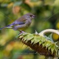 Grünfink (Carduelis chloris)