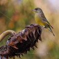 Grünfink (Carduelis chloris)