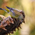Grünfink (Carduelis chloris)