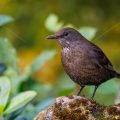 Amsel (Turdus merula) Weibchen