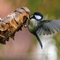 Kohlmeise (parus major)
