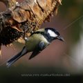 Kohlmeise (parus major)