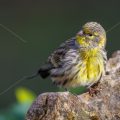 Girlitz (Serinus serinus)
