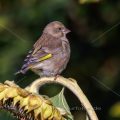 Grünfink (Carduelis chloris)