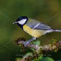 Kohlmeise (parus major)