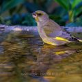 Grünfink (Carduelis chloris)