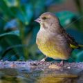 Grünfink (Carduelis chloris)