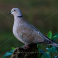 Türkentaube (Streptopelia decaocto)