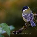 Kohlmeise (parus major)