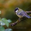 Kohlmeise (parus major)