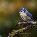 Blaumeise (Cyanistes caeruleus)