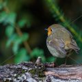 Rotkehlchen (Erithacus rubecula)
