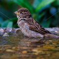 Haussperling (Passer domesticus) Weibchen