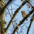 Sperlingskauz (Glaucidium passerinum)