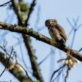 Sperlingskauz (Glaucidium passerinum)