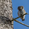 Sperlingskauz (Glaucidium passerinum)