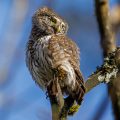 Sperlingskauz (Glaucidium passerinum)