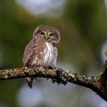 Sperlingskauz (Glaucidium passerinum)