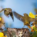 Grünfink (Carduelis chloris) und Rotkehlchen