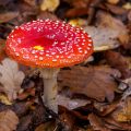 Fliegenpilz (Amanita muscaria)