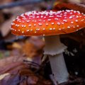 Fliegenpilz (Amanita muscaria)