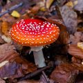 Fliegenpilz (Amanita muscaria)