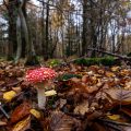 Fliegenpilz (Amanita muscaria)