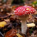 Fliegenpilz (Amanita muscaria)